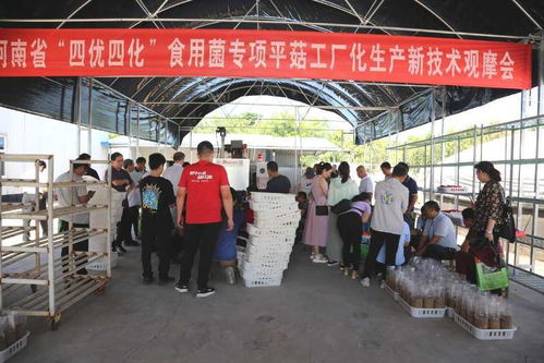 我省邁進高質量平菇工廠化新技術時代